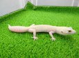 画像3: 美！　ホワイト＆イエローラプター（ヒョウモントカゲモドキ）　約１９cm♀　Ｓ１ (3)