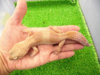 美！　タンジェリントルネード（ヒョウモントカゲモドキ）　約２０cm♀　S１