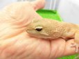 画像3: 美！　タンジェリントルネード（ヒョウモントカゲモドキ）　約２０cm♀　S１ (3)