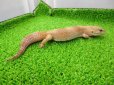 画像5: 美！　タンジェリントルネード（ヒョウモントカゲモドキ）　約２０cm♀　S１ (5)
