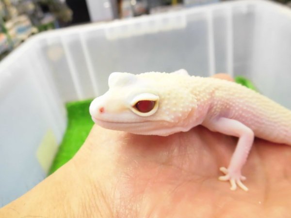 画像4: 美！　ホワイト＆イエローラプター（ヒョウモントカゲモドキ）　約１９cm♀　Ｓ１