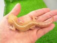 画像1: 美！　ソメワケササクレヤモリ（アザンティック）ＣＢ　約１５cm♂　１ (1)