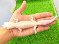 美！　ホワイト＆イエローラプター（ヒョウモントカゲモドキ）　約１９cm♀　Ｓ１