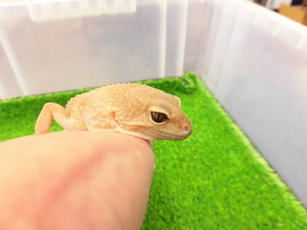 画像2: 美！　タンジェリントルネード（ヒョウモントカゲモドキ）　約２０cm♀　S１