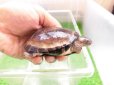 画像2: 美！　クリイロハコヨコクビガメ　約７.５cm　１ (2)