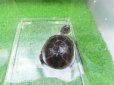 画像6: 美！　クリイロハコヨコクビガメ　約７.５cm　１