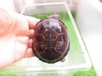 美！　クリイロハコヨコクビガメ　約７.５cm　１