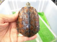 美！　クサガメ（ヘテロパステルアルビノ）　約９cm♂　１