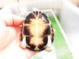 画像5: 美！　クリイロハコヨコクビガメ　約７.５cm　１