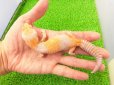 画像1: 美！　ニシアフリカトカゲモドキ（アメル）　約１５cm♀　１ (1)