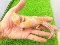 美！　ニシアフリカトカゲモドキ（アメル）　約１５cm♀　１
