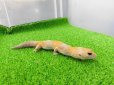 画像5: 美！　ニシアフリカトカゲモドキ（アメル）　約１５cm♀　１