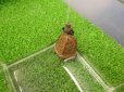 画像5: 美！　ニホンイシガメ（セレクト個体）　約４cm　３ (5)