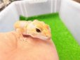 画像3: 美！　ニシアフリカトカゲモドキ（アメル）　約１５cm♀　１