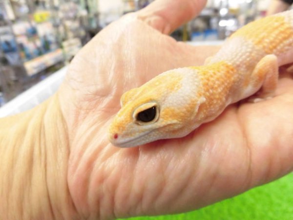 画像2: 美！　ニシアフリカトカゲモドキ（アメル）　約１５cm♀　１
