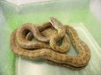 画像5: 美！　アオダイショウ　約１２０cm　１ (5)