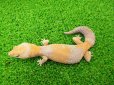 画像6: 美！　ニシアフリカトカゲモドキ（アメル）　約１５cm♀　１