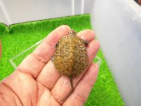 美！　ニホンイシガメ（セレクト個体）　約４cm　３