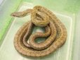 画像2: 美！　アオダイショウ　約１２０cm　１ (2)
