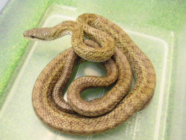 画像2: 美！　アオダイショウ　約１２０cm　１