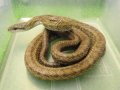 美！　アオダイショウ　約１２０cm♂　１