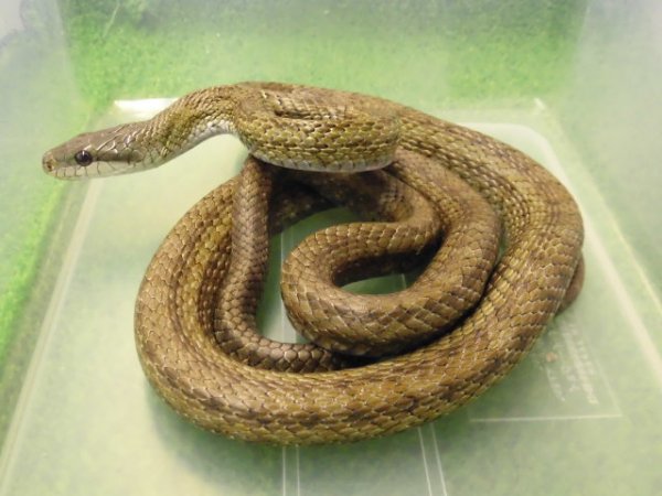 画像1: 美！　アオダイショウ　約１２０cm　１
