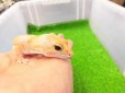 画像4: 美！　ニシアフリカトカゲモドキ（アメル）　約１５cm♀　１