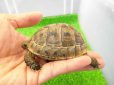 画像4: 美！　ギリシャリクガメ　約７cm　たぶん♂　１