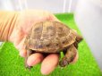 画像2: 美！　ギリシャリクガメ　約７cm　たぶん♂　１ (2)