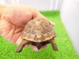 画像5: 美！　ギリシャリクガメ　約７cm　たぶん♂　１