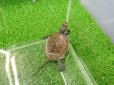 画像5: 美！　ニホンイシガメ（セレクト個体）　約４.５cm　４ (5)