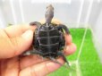 画像4: 美！　ニホンイシガメ（セレクト個体）　約４.５cm　４ (4)