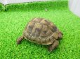 画像7: 美！　ギリシャリクガメ　約７cm　たぶん♂　１