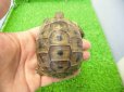 画像1: 美！　ギリシャリクガメ　約７cm　たぶん♂　１ (1)