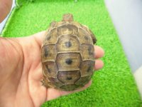 美！　ギリシャリクガメ　約７cm　たぶん♂　１