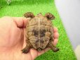 画像6: 美！　ギリシャリクガメ　約７cm　たぶん♂　１