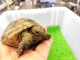 画像3: 美！　ギリシャリクガメ　約７cm　たぶん♂　１