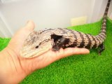 美！　アザンティックアオジタトカゲ（メラウケ）　約４０cm（欠損等あり）　１
