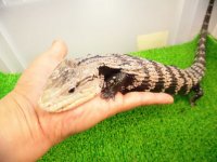 美！　アザンティックアオジタトカゲ（メラウケ）　約４０cm（欠損等あり）　１
