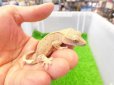 画像1: 美！　クレステッドゲッコー（フレイムダルメシアン）　約９cm １ (1)
