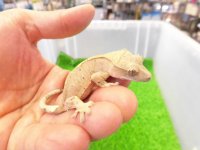 美！　クレステッドゲッコー（フレイムダルメシアン）　約９cm １
