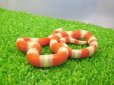 画像3: 美！　アルビノネルソンミルクスネーク　約２５cm　１