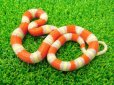 画像2: 美！　アルビノネルソンミルクスネーク　約２５cm　１ (2)