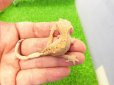画像6: 美！　クレステッドゲッコー（フレイムダルメシアン）　約９cm １