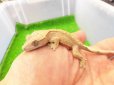 画像4: 美！　クレステッドゲッコー（フレイムダルメシアン）　約９cm １