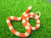 美！　アルビノネルソンミルクスネーク　約２５cm　１