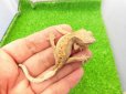 画像3: 美！　クレステッドゲッコー（フレイムダルメシアン）　約９cm １