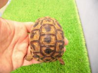 美！　ギリシャリクガメ　約７cm　２