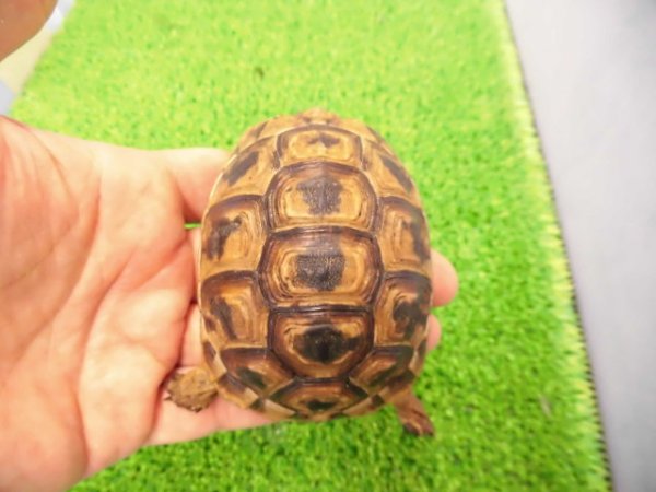 画像1: 美！　ギリシャリクガメ　約７cm　２