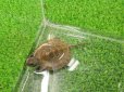 画像5: 美！　ニホンイシガメ（セレクト個体）　約４cm　６ (5)